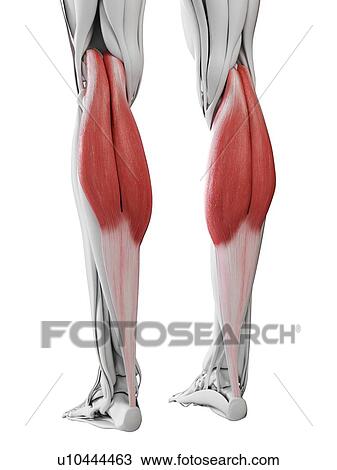 Stock Image - Gastrocnemius muscle, illustration. Fotosearch