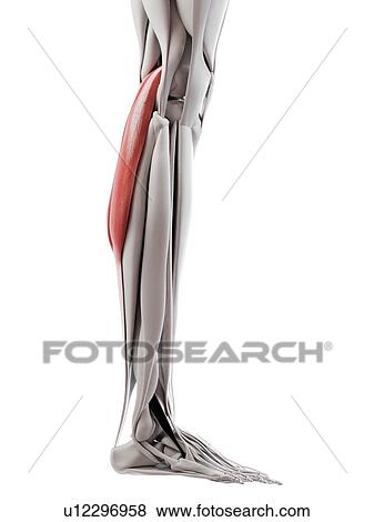 Stock Photo - Gastrocnemius muscle, illustration. Fotosearch