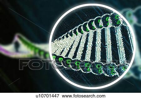 Gene editing, conceptual illustration View Large Photo Image Stock Photo - Gene editing, conceptual illustration. Fotosearch