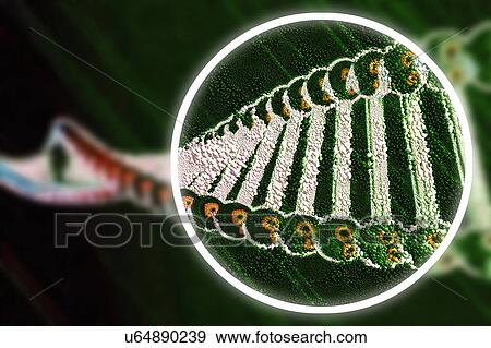 Stock Photo - Gene editing, conceptual illustration. Fotosearch
