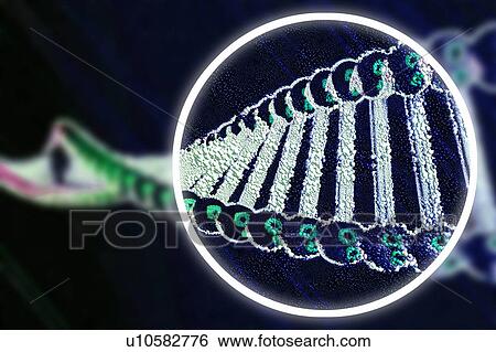 Gene editing, conceptual illustration View Large Photo Image Stock Photograph - Gene editing, conceptual illustration. Fotosearch