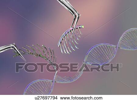 Genetic engineering, conceptual illustration View Large Photo Image Picture - Genetic engineering, conceptual illustration. Fotosearch