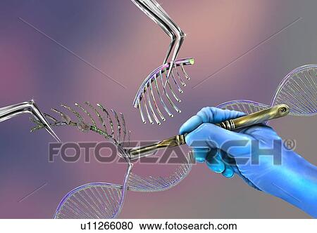 Stock Image - Genetic engineering, conceptual illustration. Fotosearch