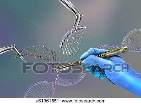 Stock Image - Genetic engineering, conceptual illustration. Fotosearch
