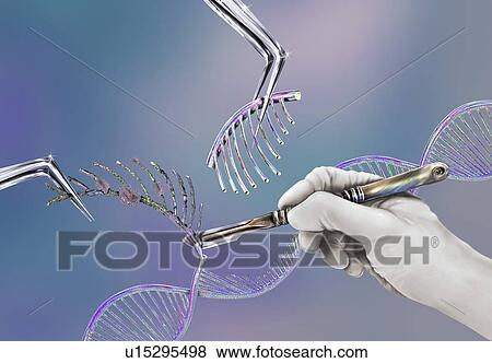 Stock Photo - Genetic engineering, conceptual illustration. Fotosearch