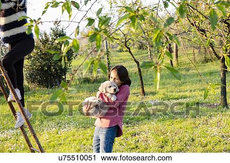 Stock Image - Girl holding a cute golden retriever puppy while her friend climbs tree ladder in orchard, Scandicci, Tuscany, Italy. Fotosearch