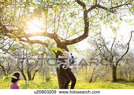 Girl holding a cute golden retriever puppy on tree ladder in sunlit orchard, Scandicci, Tuscany, Italy View Large Photo Image Stock Photo - Girl holding a cute golden retriever puppy on tree ladder in sunlit orchard, Scandicci, Tuscany, Italy. Fotosearch