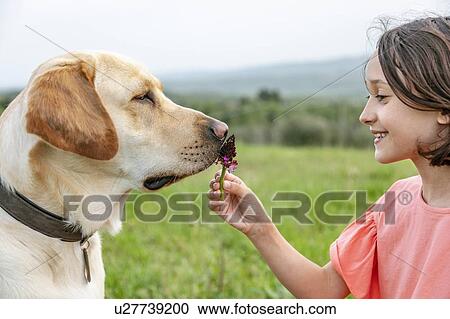Stock Image - Girl holding flower to with labrador dog's nose in field landscape, Citta della Pieve, Umbria, Italy. Fotosearch
