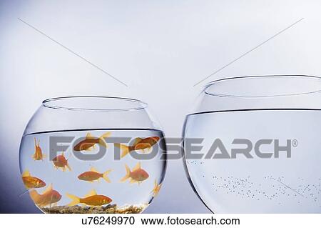 Goldfish in a crowded bowl View Large Photo Image Stock Image - Goldfish in a crowded bowl. Fotosearch