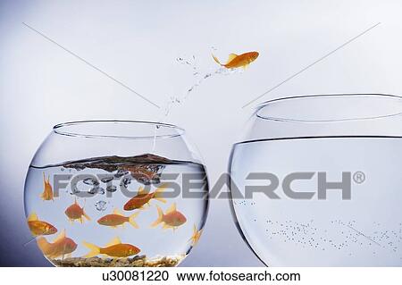 Stock Image - Goldfish jumping from crowded bowl. Fotosearch