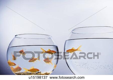 Goldfish that has escaped a crowded bowl View Large Photo Image Stock Photo - Goldfish that has escaped a crowded bowl. Fotosearch