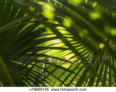 Green palm fronds View Large Photo Image Stock Photograph - Green palm fronds. Fotosearch