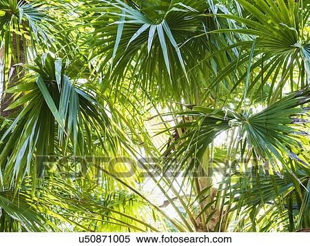 Stock Photography - Green palm trees. Fotosearch