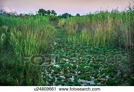 Green plants in swamp in Everglades National Park, Florida, USA View Large Photo Image Stock Image - Green plants in swamp in Everglades National Park, Florida, USA. Fotosearch
