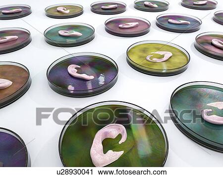 Growing human tissues, conceptual illustration View Large Photo Image Stock Image - Growing human tissues, conceptual illustration. Fotosearch