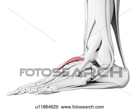 Hallucis brevis muscle, illustration View Large Photo Image Stock Photography - Hallucis brevis muscle, illustration. Fotosearch