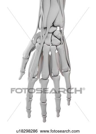 Hand anatomy, illustration View Large Photo Image Stock Photograph - Hand anatomy, illustration. Fotosearch