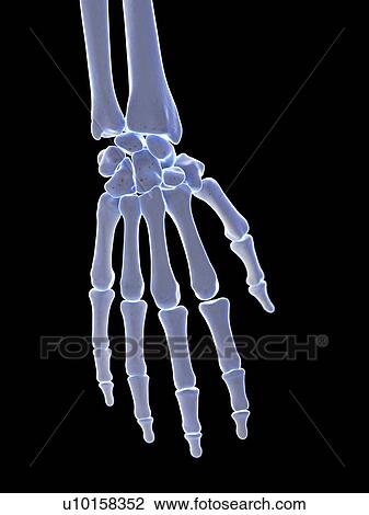 Stock Image - Hand bones, illustration. Fotosearch