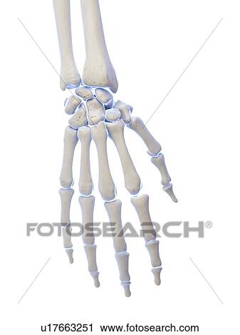 Stock Image - Hand bones, illustration. Fotosearch