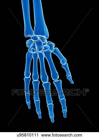Hand bones, illustration View Large Photo Image Stock Image - Hand bones, illustration. Fotosearch