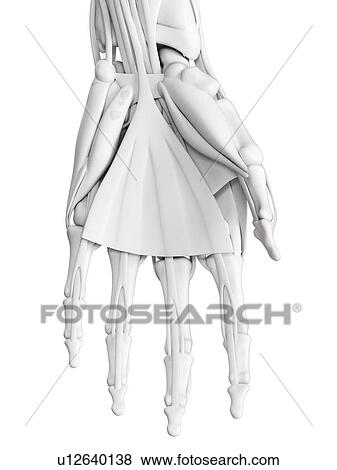 Stock Photo - Hand musculature, illustration. Fotosearch