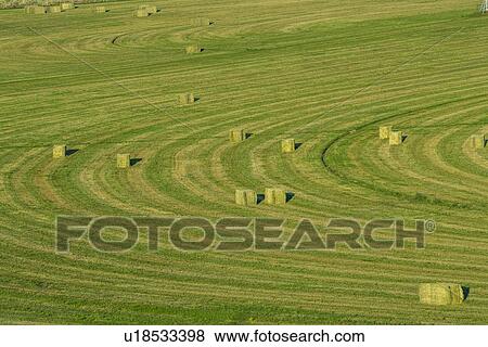Stock Photo - Hay bales in field in Picabo, Idaho, USA. Fotosearch