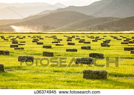 Stock Photography - Hay bales in field in Picabo, Idaho, USA. Fotosearch