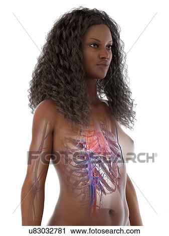 Heart anatomy, illustration View Large Photo Image Stock Image - Heart anatomy, illustration. Fotosearch
