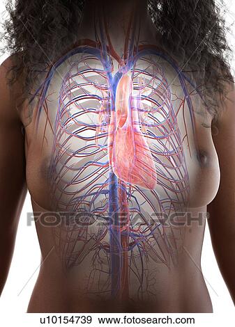 Stock Photo - Heart anatomy, illustration. Fotosearch