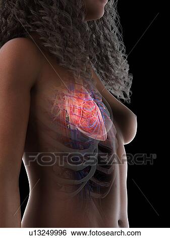 Stock Photograph - Heart anatomy, illustration. Fotosearch