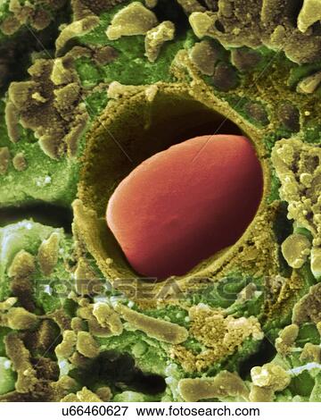 Stock Photo - Heart capillary, SEM. Fotosearch