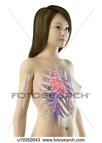 Stock Image - Heart, illustration. Fotosearch