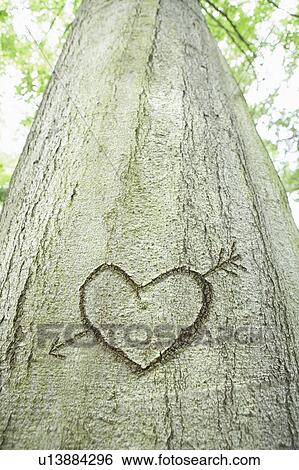 Heart sign carved in a tree View Large Photo Image Stock Photograph - Heart sign carved in a tree. Fotosearch