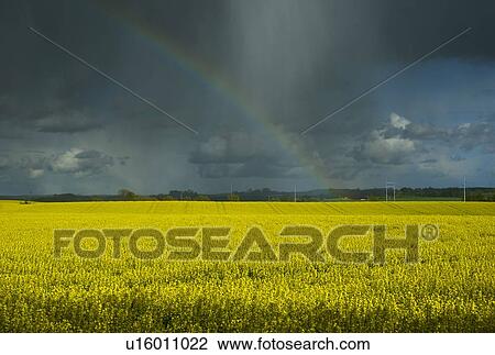 Stock Image - Heavy showers and rainbow over rape fields in Swedish countryside in spring, Lilla Uppkra, Skane Lan, Sweden. Fotosearch