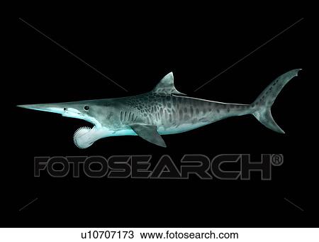 Helicoprion prehistoric fish, illustration View Large Photo Image Stock Image - Helicoprion prehistoric fish, illustration. Fotosearch