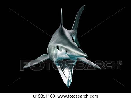 Helicoprion prehistoric fish, illustration View Large Photo Image Stock Image - Helicoprion prehistoric fish, illustration. Fotosearch