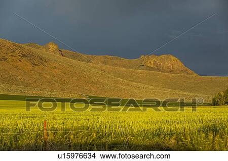 Hill by field in Picabo, Idaho, USA View Large Photo Image Picture - Hill by field in Picabo, Idaho, USA. Fotosearch