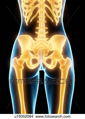 Picture - Hip bones, illustration. Fotosearch