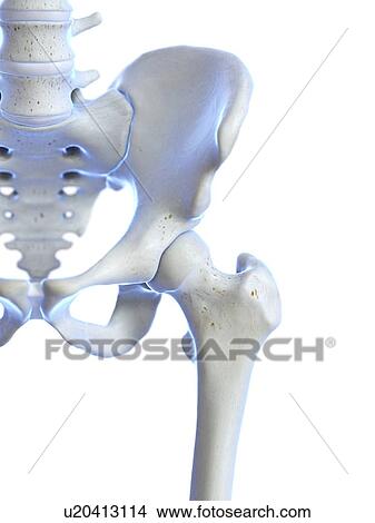 Picture - Hip joint, illustration. Fotosearch