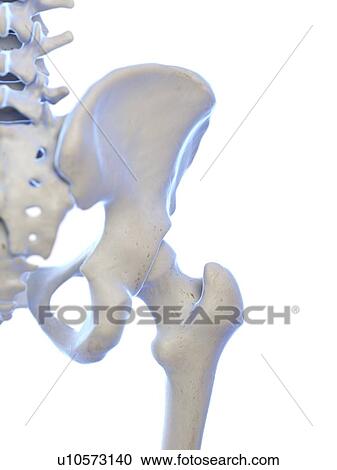 Stock Image - Hip joint, illustration. Fotosearch