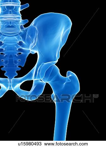 Hip joint, illustration View Large Photo Image Stock Image - Hip joint, illustration. Fotosearch