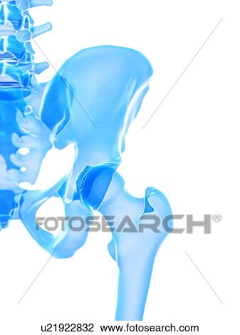 Hip joint, illustration View Large Photo Image Stock Image - Hip joint, illustration. Fotosearch