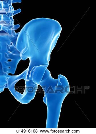 Stock Photo - Hip joint, illustration. Fotosearch