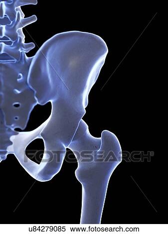 Hip joint, illustration View Large Photo Image Stock Photography - Hip joint, illustration. Fotosearch