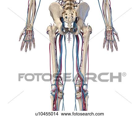 Hip, leg and hand bones and blood vessels, illustration View Large Photo Image Picture - Hip, leg and hand bones and blood vessels, illustration. Fotosearch