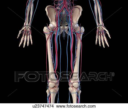 Picture - Hip, leg and hand bones and blood vessels, illustration. Fotosearch