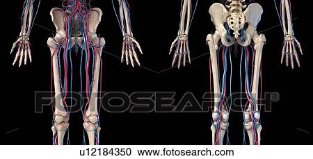 Hip, leg and hand bones and blood vessels, illustration View Large Photo Image Stock Image - Hip, leg and hand bones and blood vessels, illustration. Fotosearch