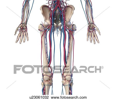 Stock Image - Hip, leg and hand bones and blood vessels, illustration. Fotosearch
