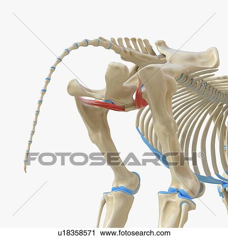 Stock Image - Horse obturator externus muscle, illustration. Fotosearch