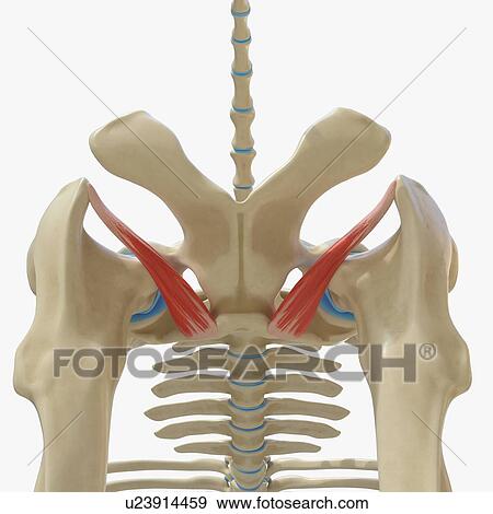 Stock Photo - Horse obturator externus muscle, illustration. Fotosearch